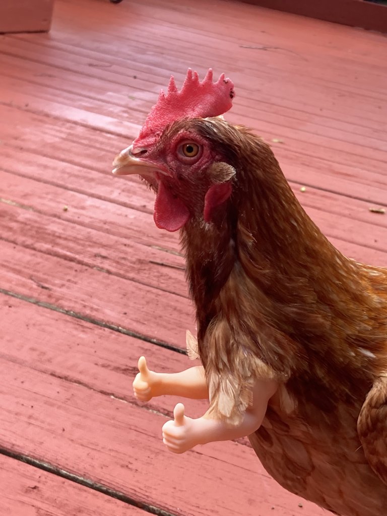 Chicken Arms This Company Creates Hilarious Fake Arms For Your Chickens Chicken Arms This Company Creates Hilarious Fake Arms For Your Chickens