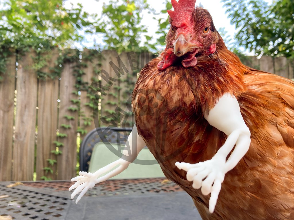 Chicken Arms This Company Creates Hilarious Fake Arms For Your Chickens Chicken Arms This Company Creates Hilarious Fake Arms For Your Chickens