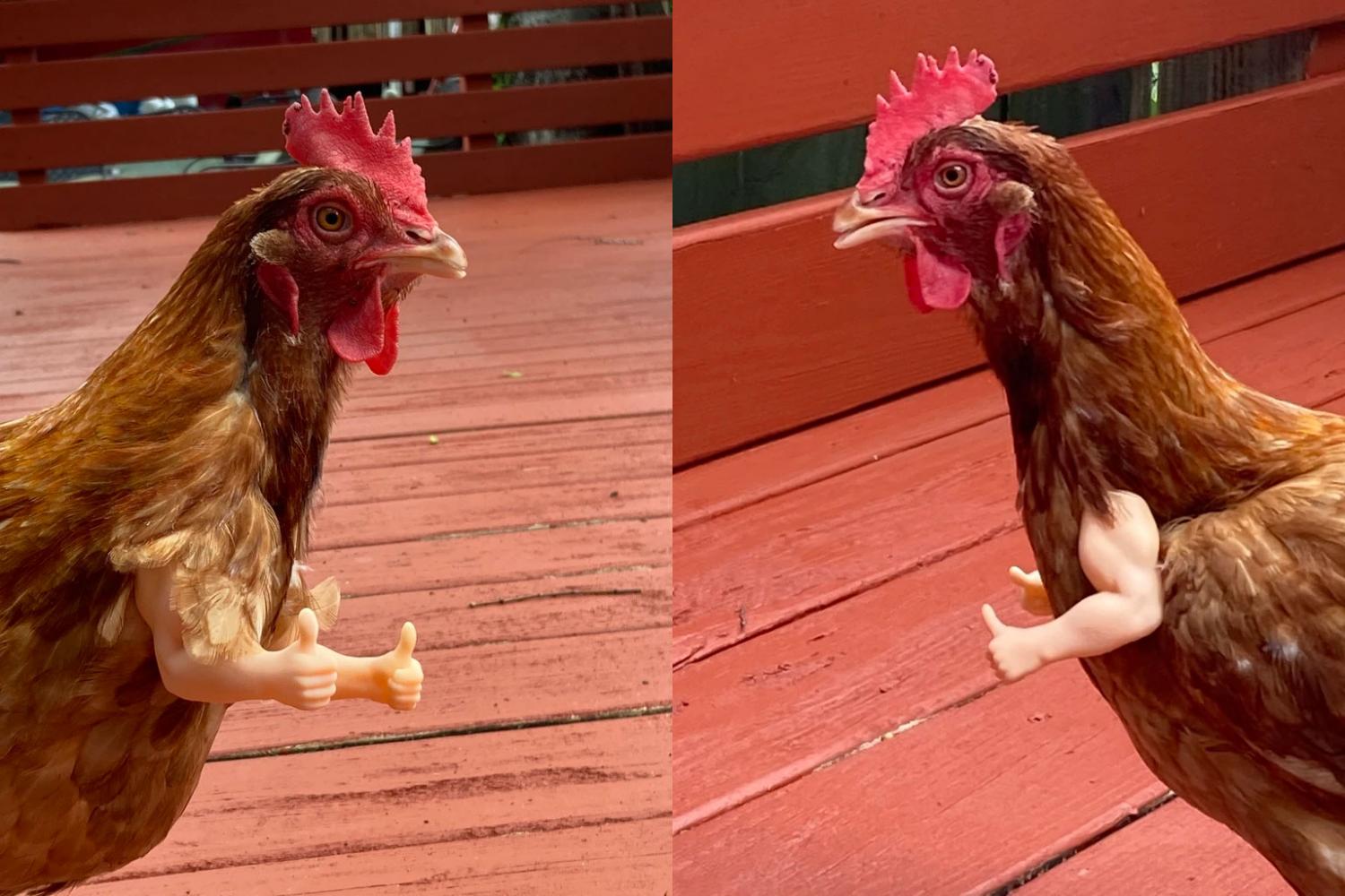 A chicken with (fake) human arms. : r/funny