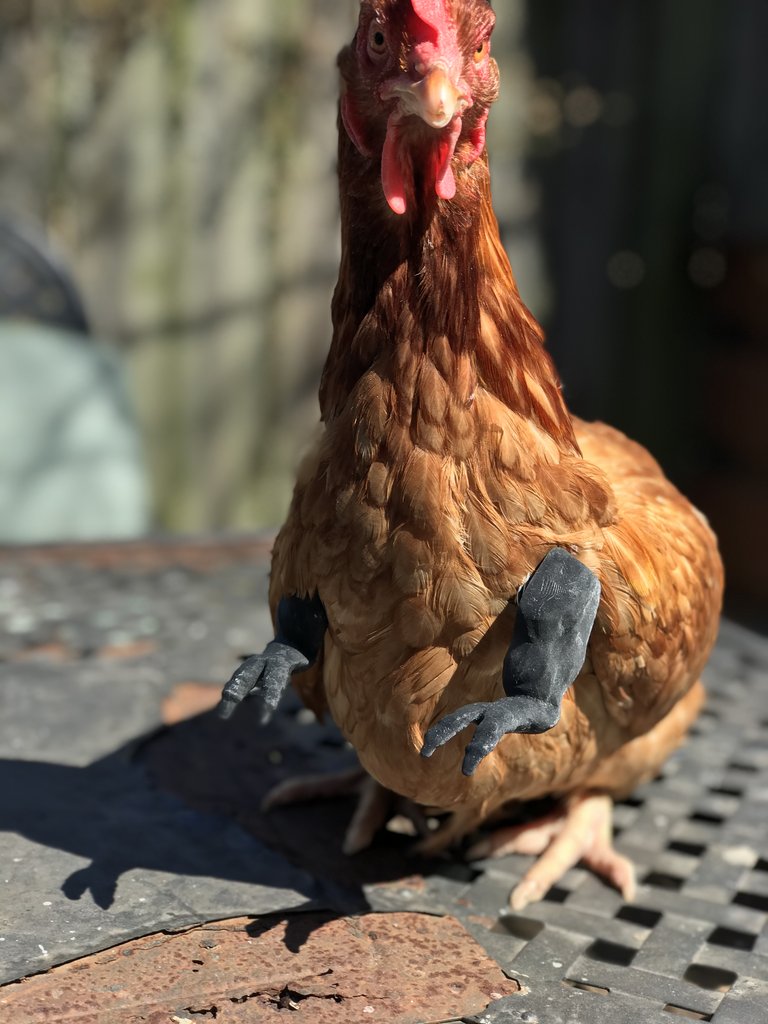 Chicken Arms: This Company Creates Hilarious Fake Arms For Your Chickens