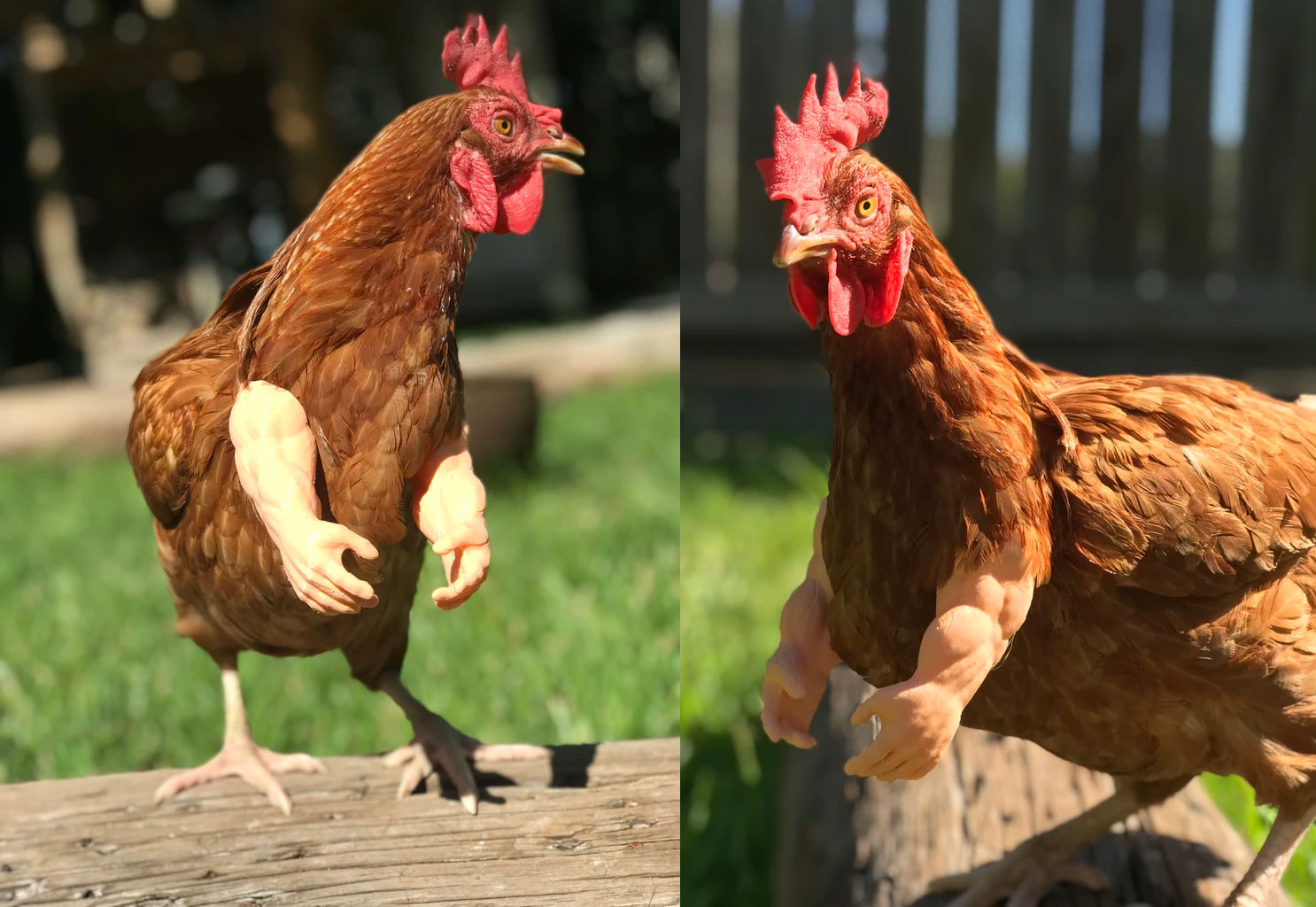 Funny fake chicken arms - Muscular chicken arms