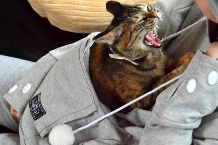 Hoodie Sweatshirt With Giant Front Pocket To Hold Cat