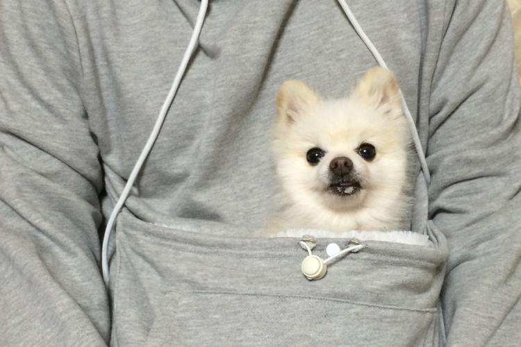 hoodie has giant front pocket to carry dog or cat 3526