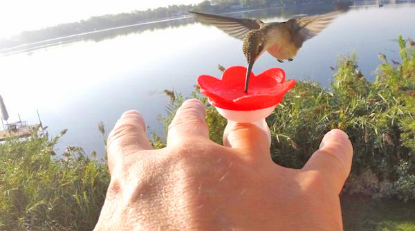 Hummingbird Feeder Rings - Hummer Rings - Flower shaped humming bird feeding ring