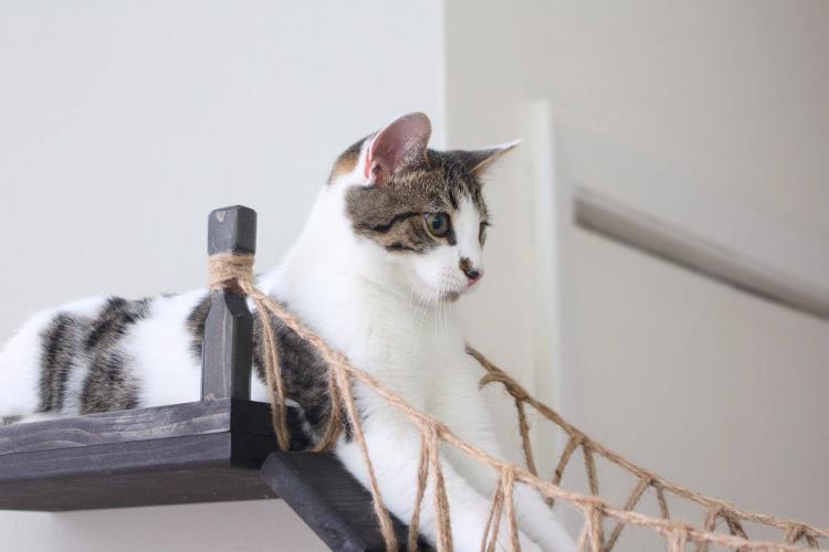Indiana Jones Cat Bridge - Hanging Wooden Rope Bridge Cat Playground