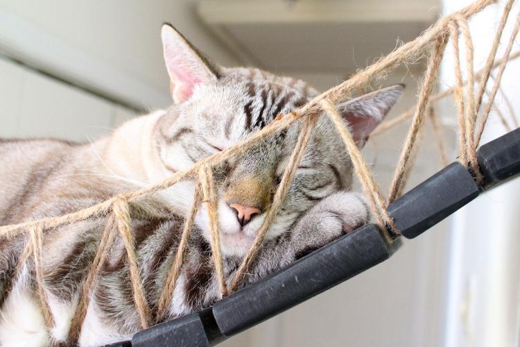 Indiana Jones Cat Bridge - Hanging Wooden Rope Bridge Cat Playground