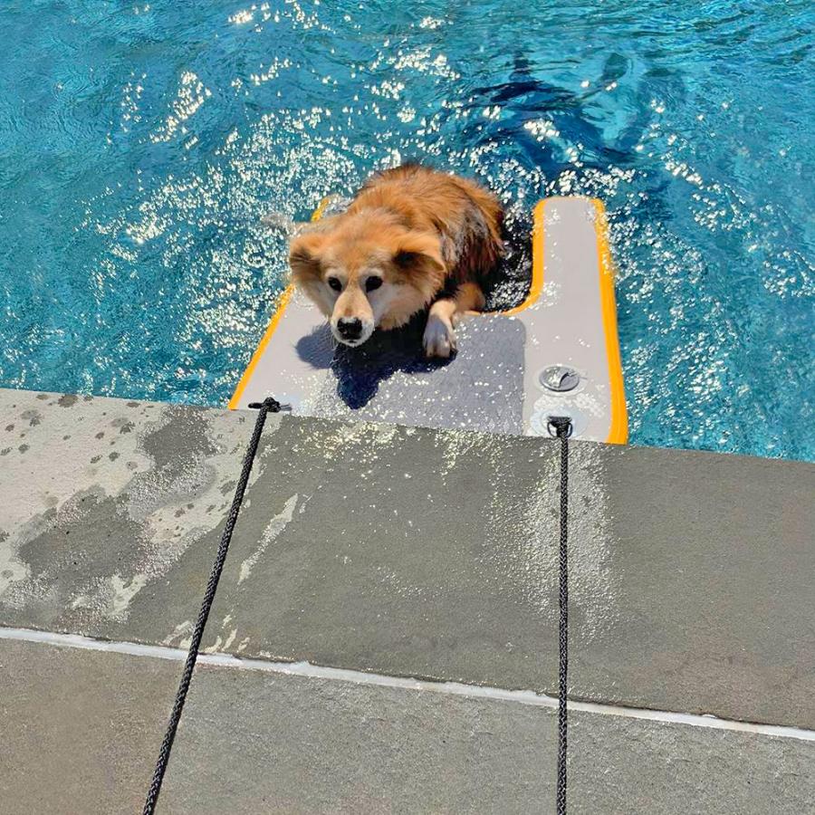 Dog Floating Pool Entry Mat 