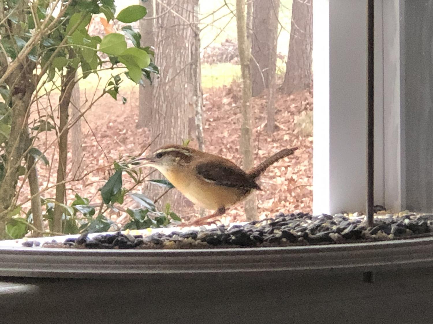  VIROTEE Window Bird Feeder Inside House for Viewing