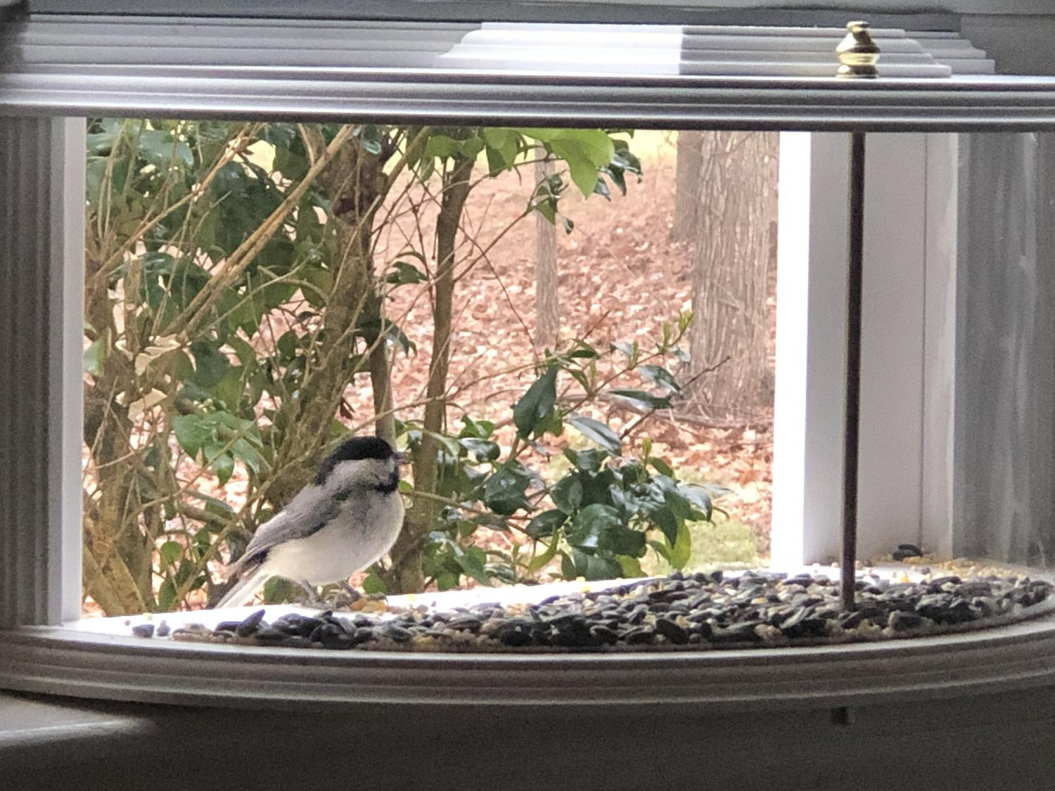 One-Way Mirror Window Mount Bird Feeder