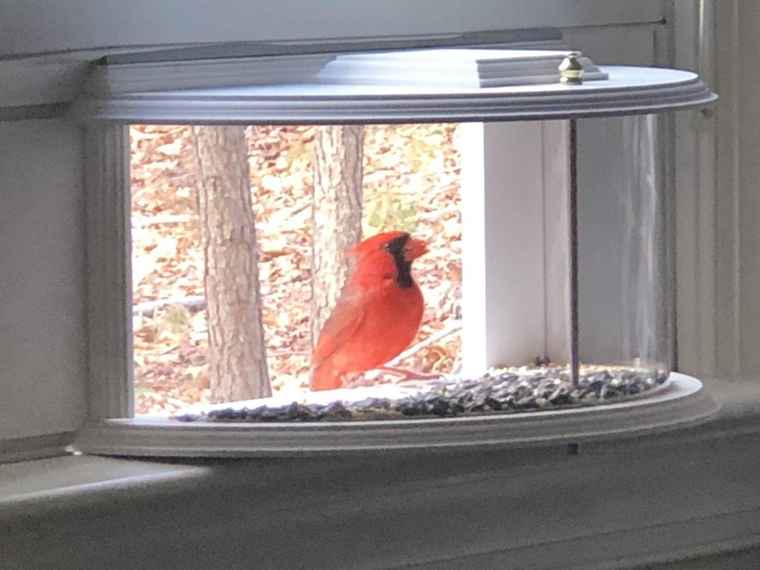 One-Way Mirror Window Mount Bird Feeder