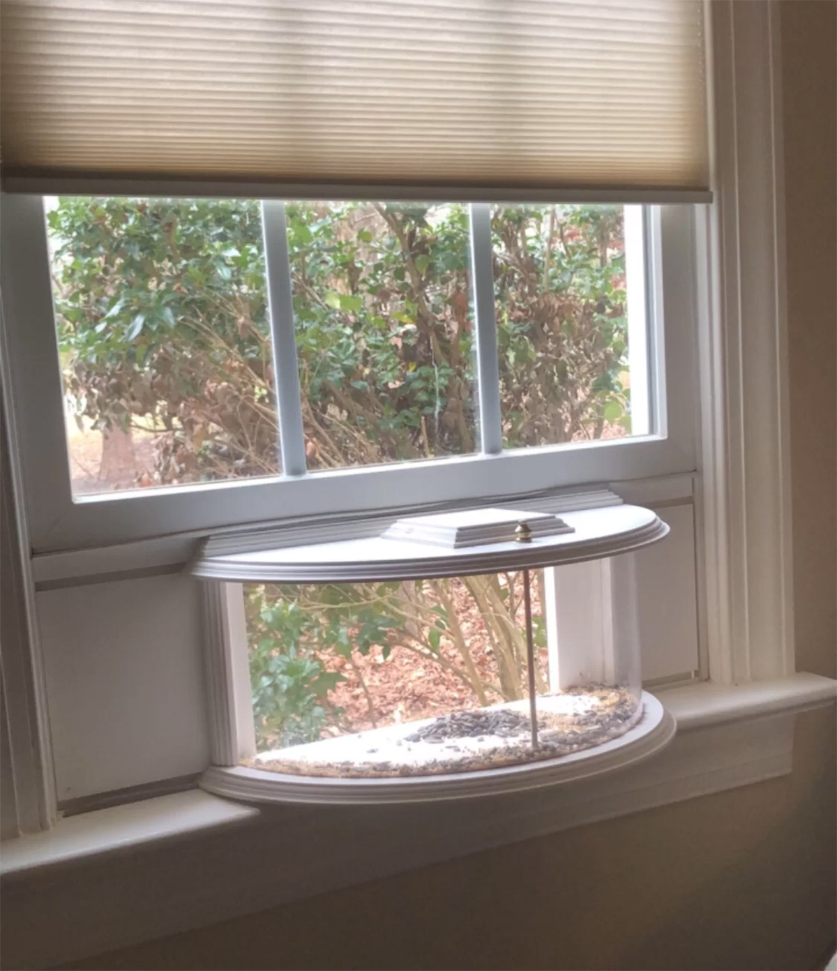 Rounded window bird viewer - Inside house bird feeder