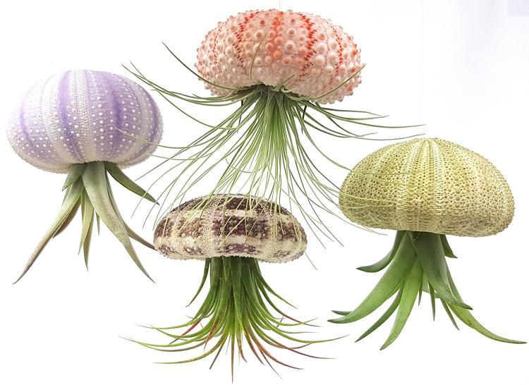 Jellyfish Air Plant Holders