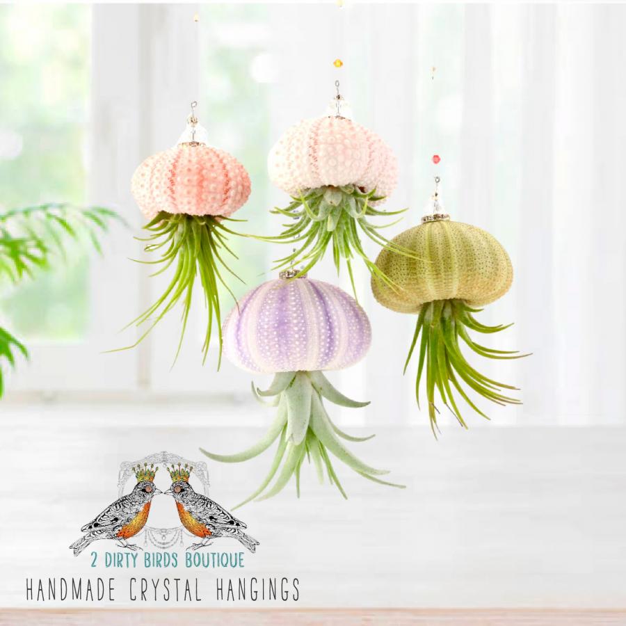 jellyfish air plant holders 7167