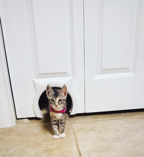 The Kitty Pass - Cat Shaped Kitten Door Pass