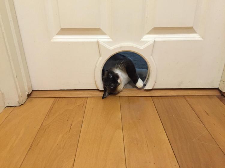 The Kitty Pass - Cat Shaped Kitten Door Pass