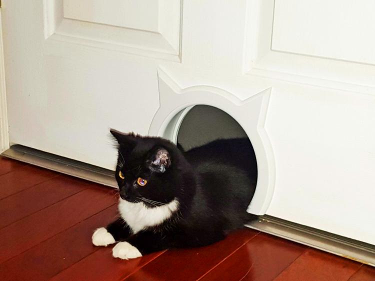 cat shaped cat door