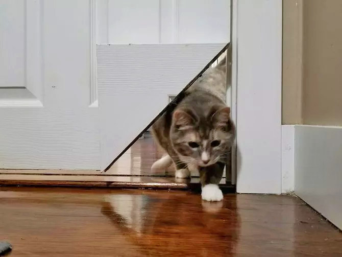 closet door with cat door