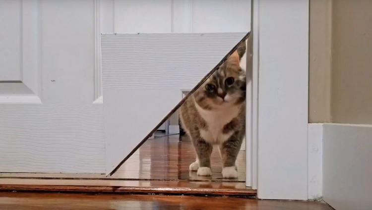 internal cat door