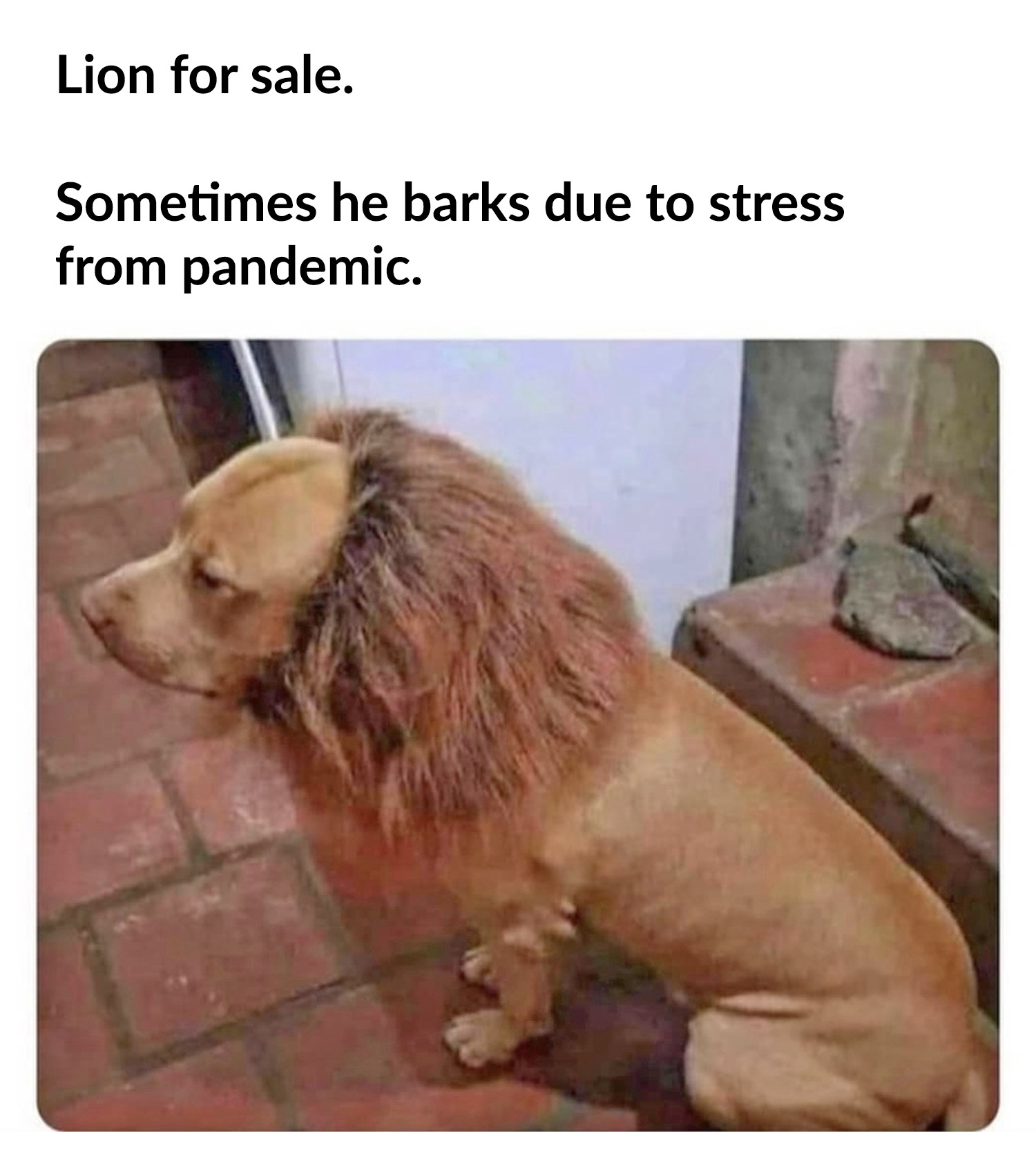 Dog Lion Mane Costume - Dog lion wig