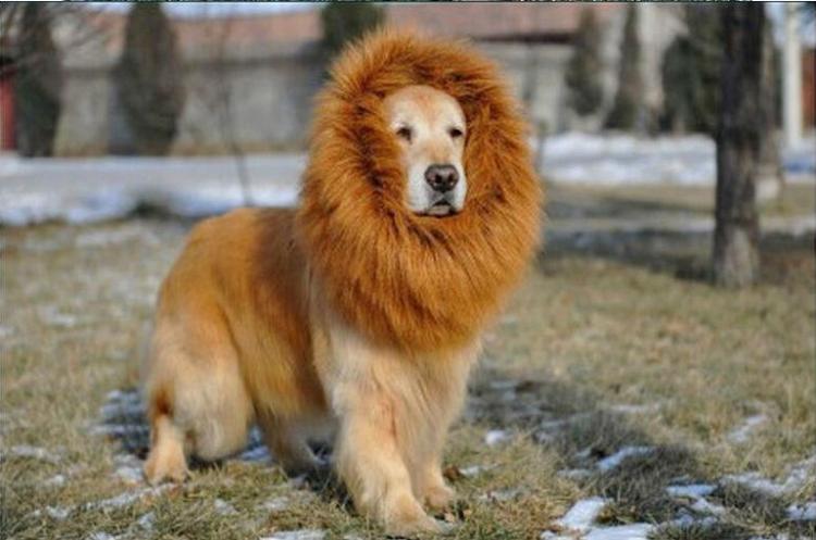 Dog Lion Mane Costume