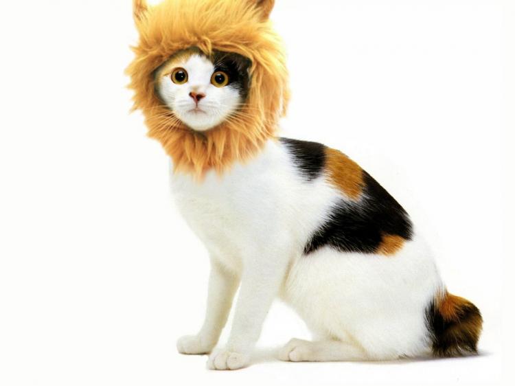 Turn Your Dog Or Cat Into a Lion With These Lion Mane Pet Wigs - Cat lion mane wig