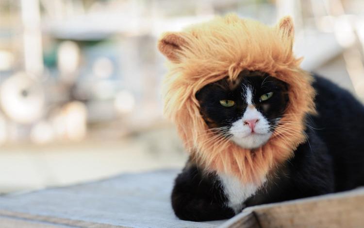 Turn Your Dog Or Cat Into a Lion With These Lion Mane Pet Wigs - Cat lion mane wig