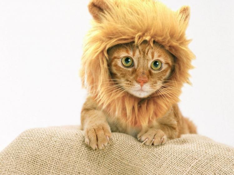 Turn Your Dog Or Cat Into a Lion With These Lion Mane Pet Wigs - Cat lion mane wig