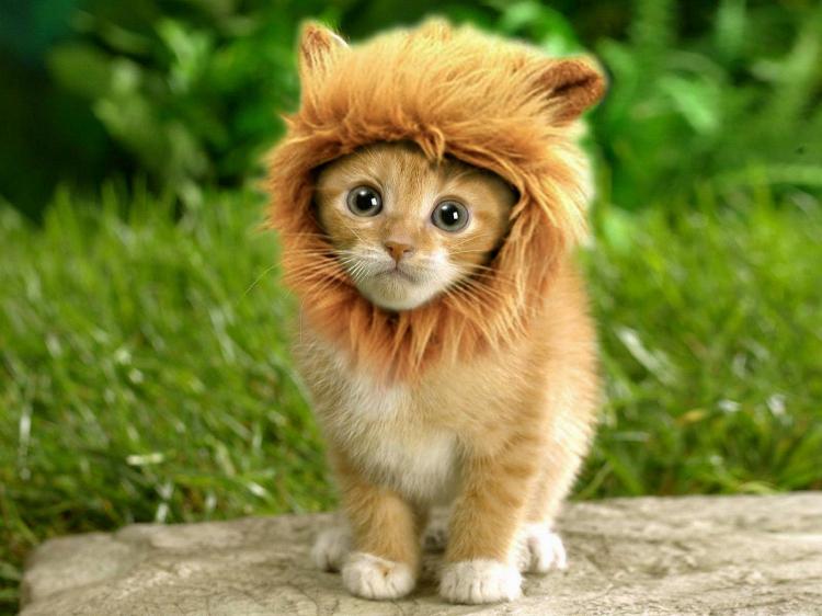 Turn Your Dog Or Cat Into a Lion With These Lion Mane Pet Wigs - Cat lion mane wig