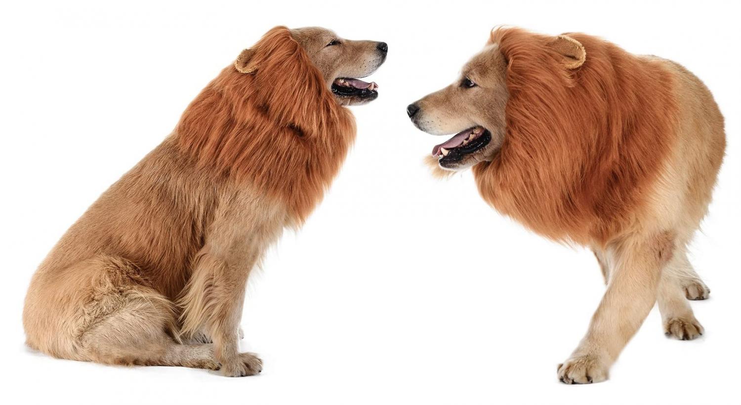 Turn Your Dog Or Cat Into a Lion With These Lion Mane Pet Wigs - Dog lion mane wig