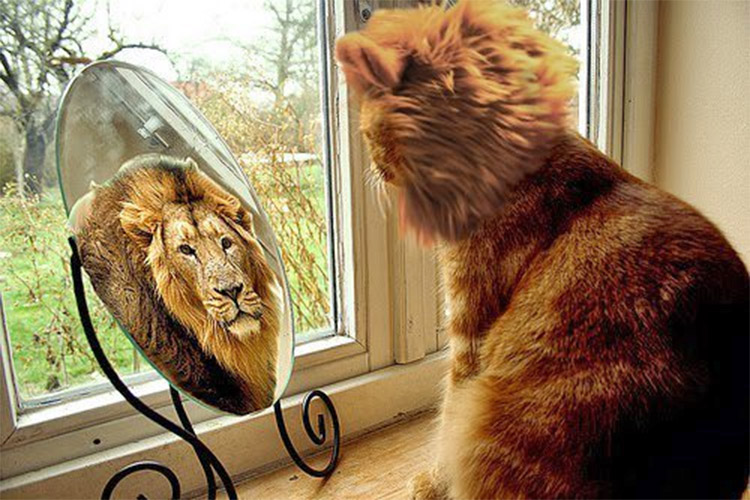 Turn Your Dog Or Cat Into a Lion With These Lion Mane Pet Wigs - Cat lion mane wig