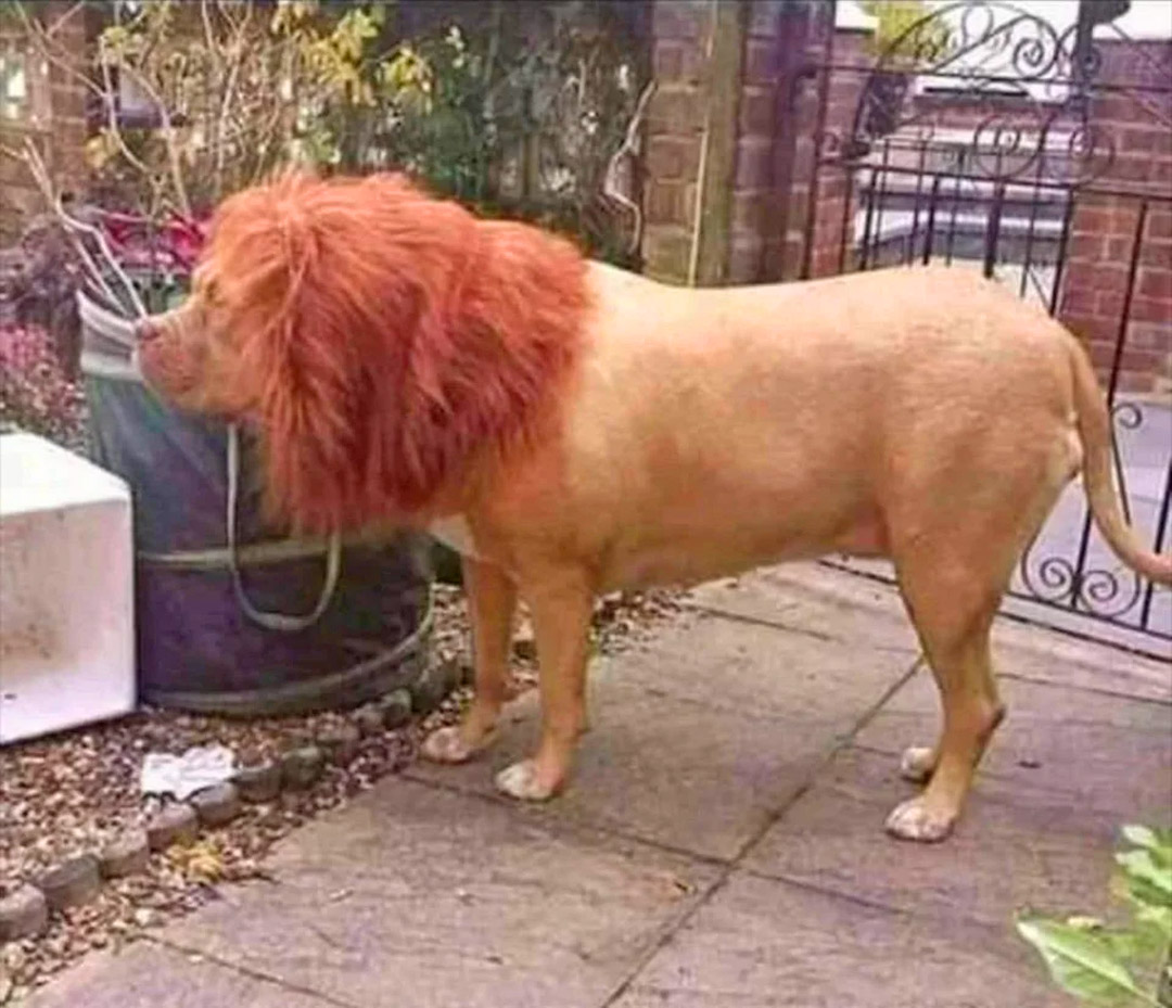 Turn Your Dog Or Cat Into a Lion With These Lion Mane Pet Wigs - Dog lion mane wig