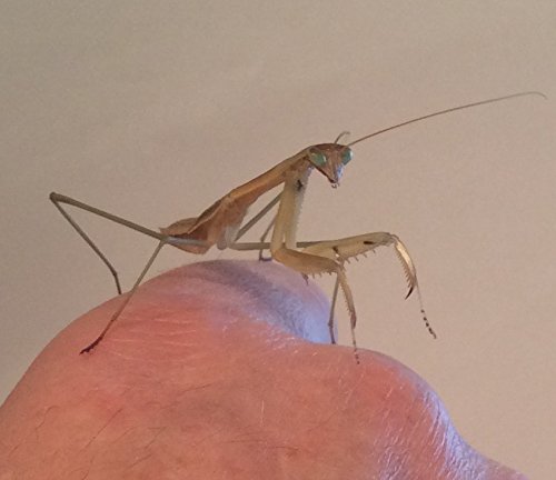 Pet Praying Mantis - Buy a praying mantis online