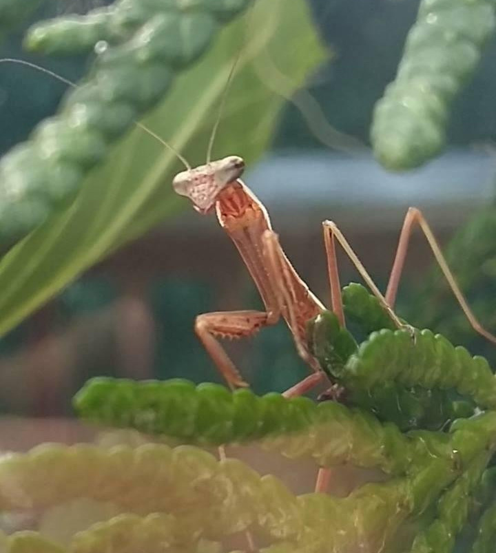 Pet Praying Mantis - Buy a praying mantis online