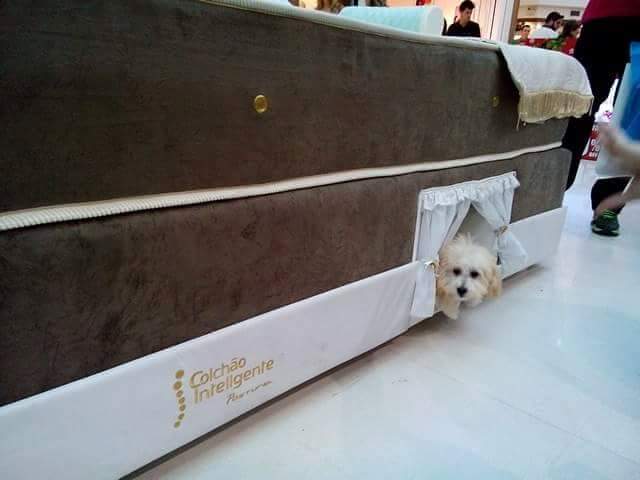 Box-Spring Mattress Dog Bed - Mattress With Dog Bed On Side