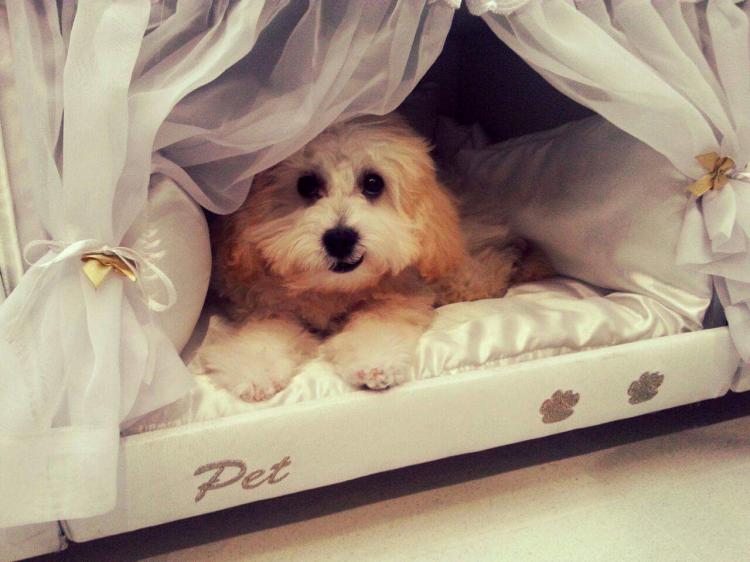 boxspring dog