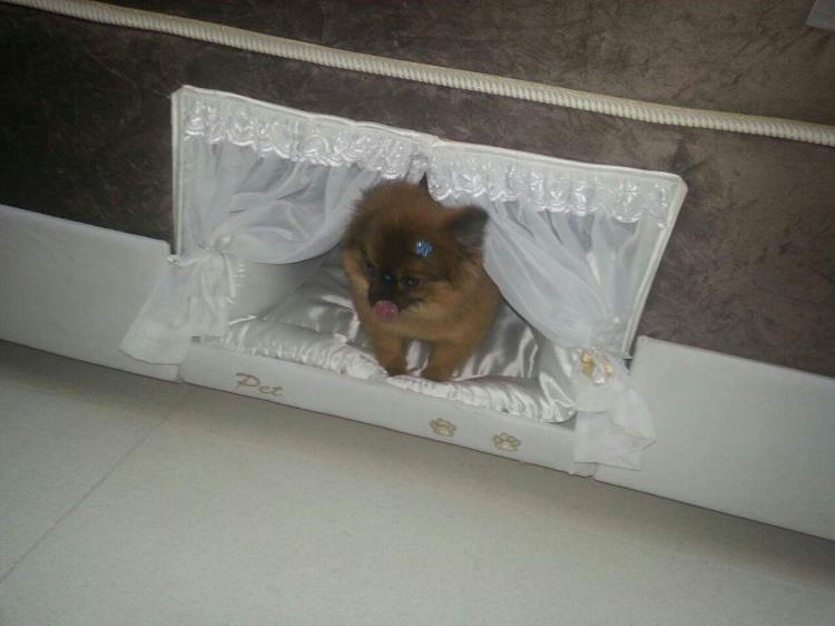 Box-Spring Mattress Dog Bed - Mattress With Dog Bed On Side