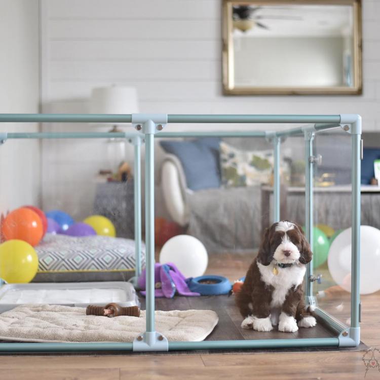 lucite dog crate