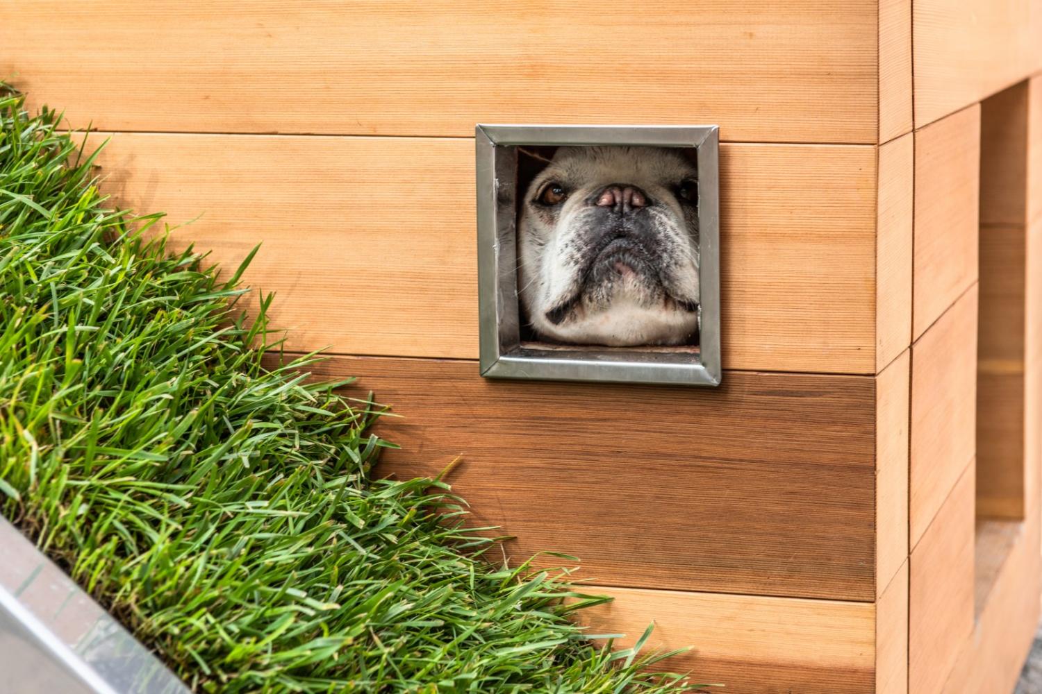 Studio Schicketanz Modern Dog House Is Made With Grass Ramp, and An Automatic Water Faucet On Top