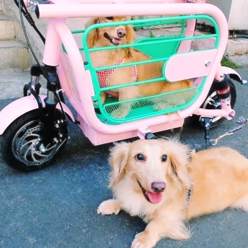 Electric bike with online dog carrier