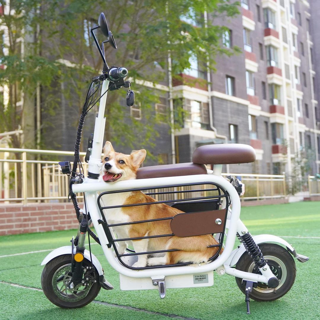 Plato Semiconductor Escena E Bike With Dog Carrier Abierto Espectador 