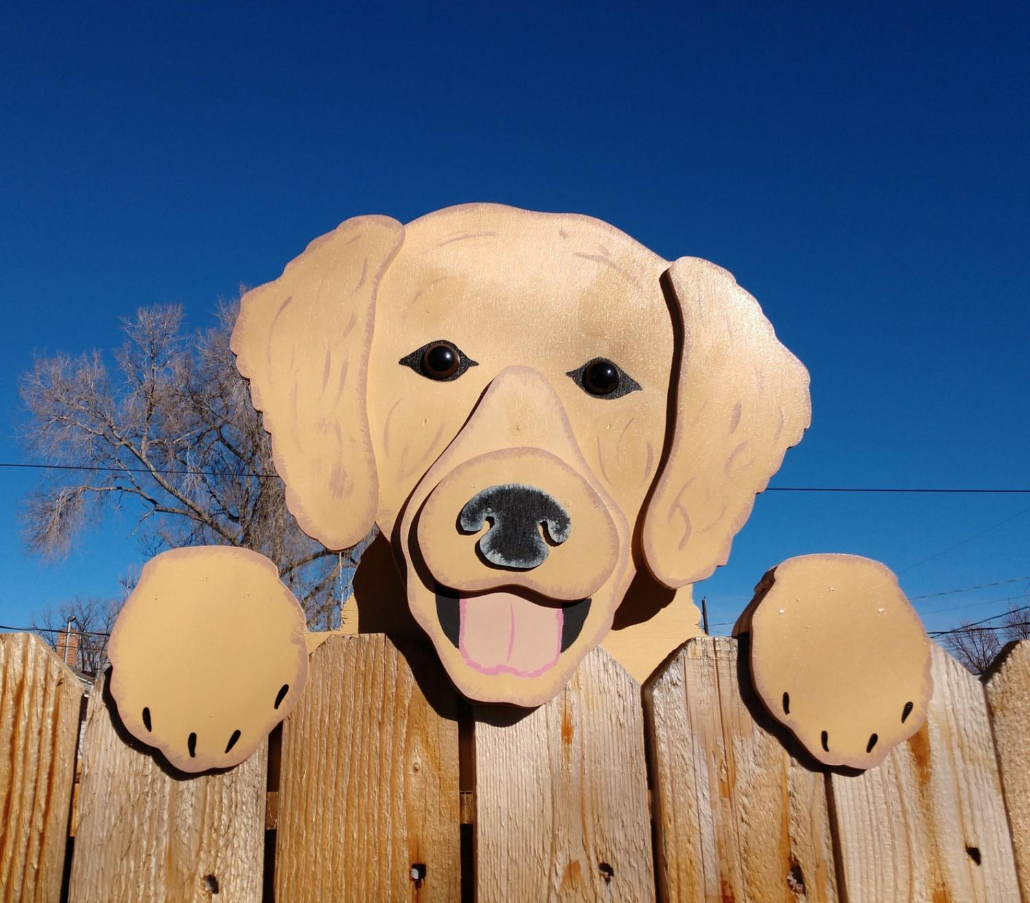 Golden Retriever peeking dog fence sitter