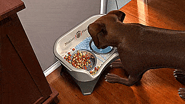 Neater Feeder Standing Dog Feeding Station - Absorbs Spilt Water - Water draining dog feeder
