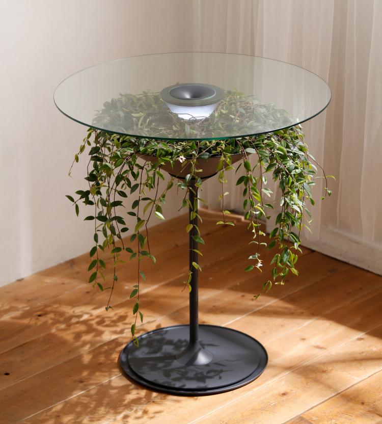 Oasis Table Displays A Hanging Plant Under A Glass Table-top - Hanging plant table - Nature table design