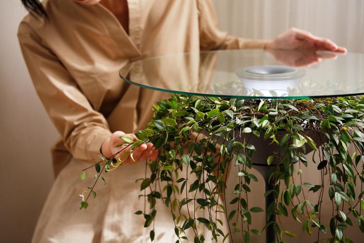 Oasis Table Displays A Hanging Plant Under A Glass Table-top - Hanging plant table - Nature table design