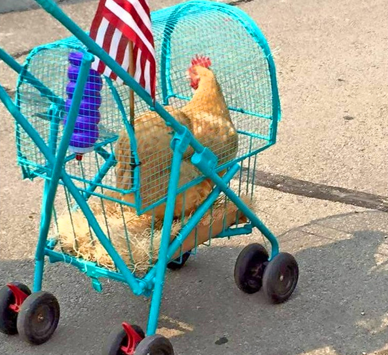 Chicken Stroller