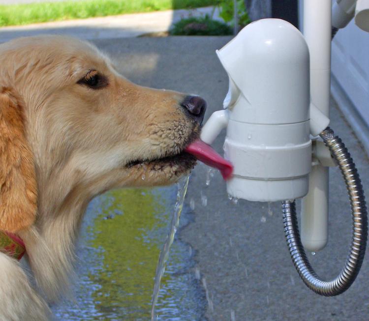 Outdoor dog water outlet fountain