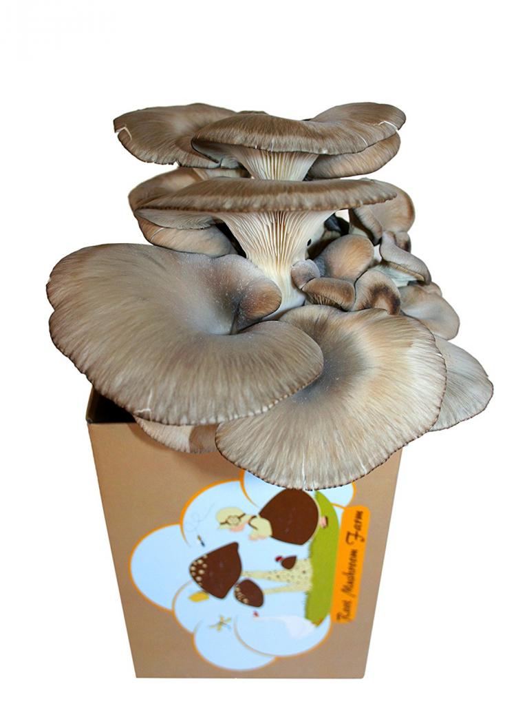Root Mushroom Farm - Grow Your Own Oyster Mushrooms