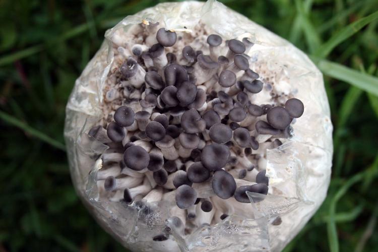 Root Mushroom Farm - Grow Your Own Oyster Mushrooms