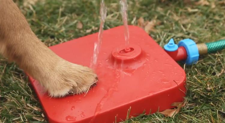 Doggie fountain hot sale pawcet