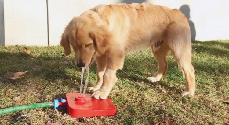 Pawcet Dog Drinking Fountain